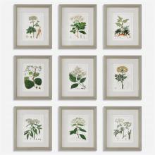 Uttermost 41466 - Uttermost Antique Botanicals Framed Prints, S/9